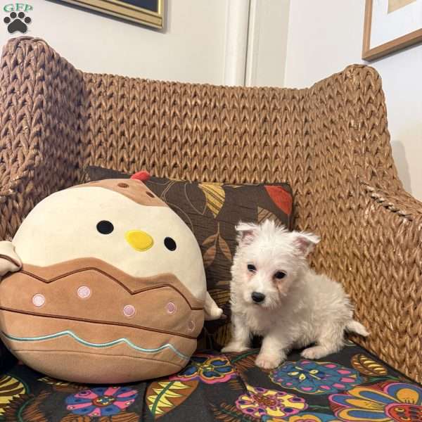 River, West Highland Terrier Puppy